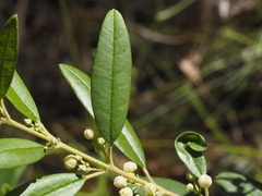 Boronia lanceolata