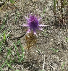 Eryngium leavenworthii