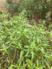 Croton bonplandianus