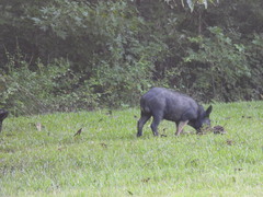 Sus scrofa domesticus