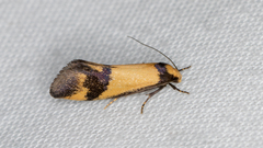 Olbonoma triptycha