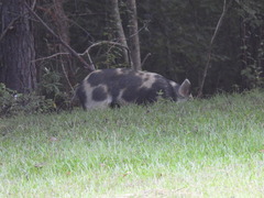 Sus scrofa domesticus