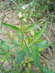 Croton bonplandianus