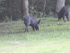 Sus scrofa domesticus