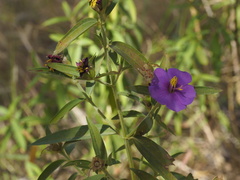 Osbeckia