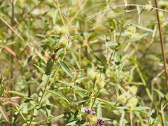 Osbeckia