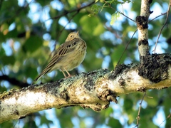 Anthus trivialis