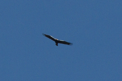 Aquila adalberti