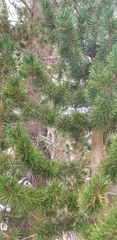 Pinus balfouriana