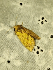 Basilodes pepita