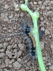 Nyctemera adversata