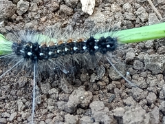 Nyctemera adversata