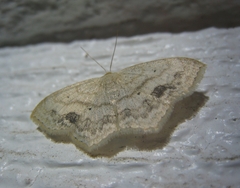 Scopula limboundata