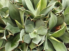 Agave guadalajarana