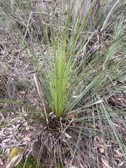 Xanthorrhoea