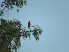 Buteo buteo