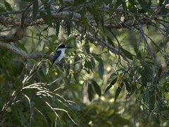 Todiramphus macleayii
