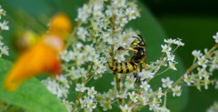 Dolichovespula arenaria