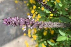 Ceratina unimaculata