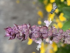 Ceratina unimaculata
