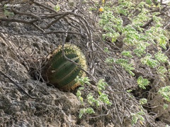 Ferocactus glaucescens