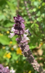Ceratina unimaculata