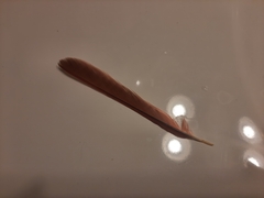 Cardinalis cardinalis