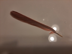 Cardinalis cardinalis