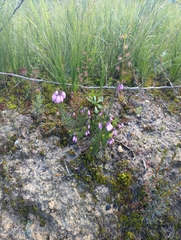 Tetratheca pilosa