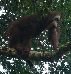 Pongo pygmaeus morio