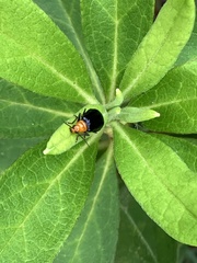 Aulacophora nigripennis