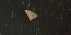 Zanclognatha jacchusalis