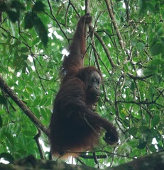 Pongo pygmaeus morio
