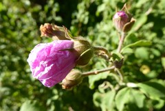 Cistus