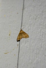Renia discoloralis