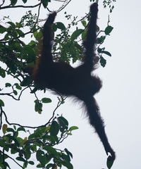 Pongo pygmaeus morio