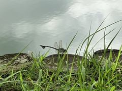 Sinictinogomphus clavatus