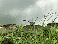 Sinictinogomphus clavatus