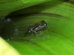 Pristimantinae