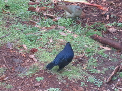 Ptilonorhynchus violaceus