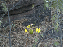 Cochlospermum gillivraei