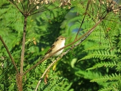 Acrocephalus dumetorum