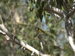Microeca flavigaster