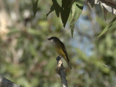 Microeca flavigaster