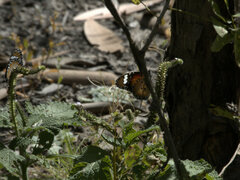 Danaus petilia