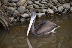Pelecanus thagus