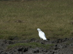 Cacatua sanguinea