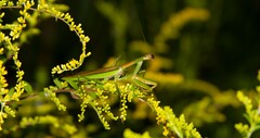 Tenodera angustipennis