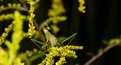 Tenodera angustipennis