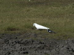 Cacatua sanguinea